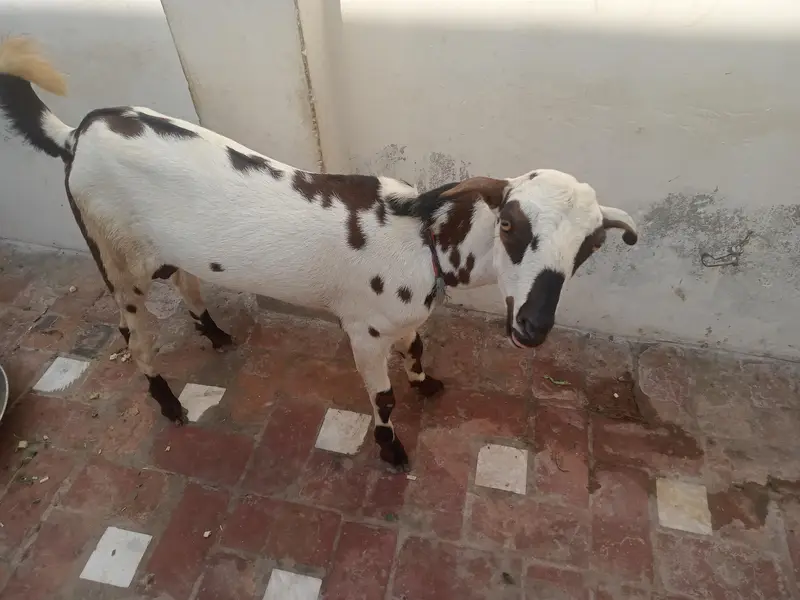 Bakra — photo 2
