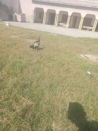 Cheena mushka urgent for sale
