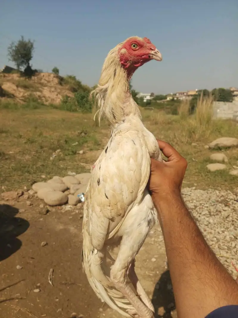 White Aseel Cheena High quality Long Height — photo 2