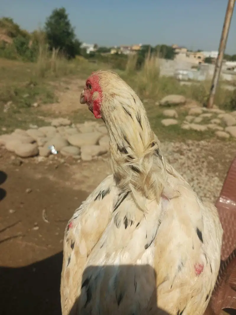 White Aseel Cheena High quality Long Height — photo 4