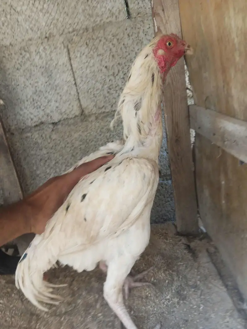 White Aseel Cheena High quality Long Height — photo 6