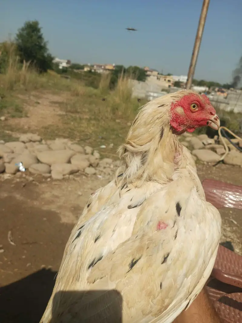 White Aseel Cheena High quality Long Height — photo 8