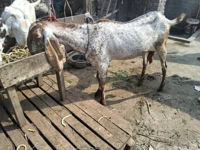 makhi chini bakri gaban