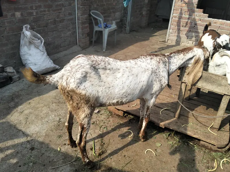 makhi chini bakri gaban — photo 2