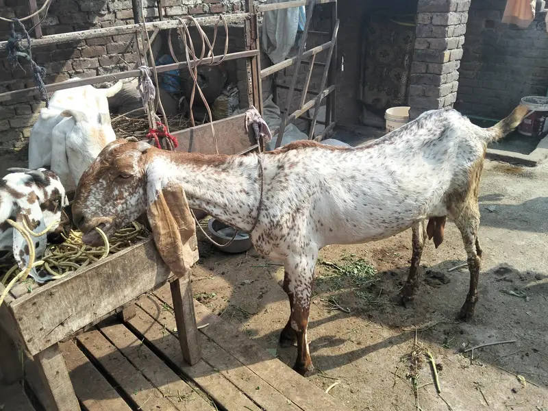 makhi chini bakri gaban — photo 3