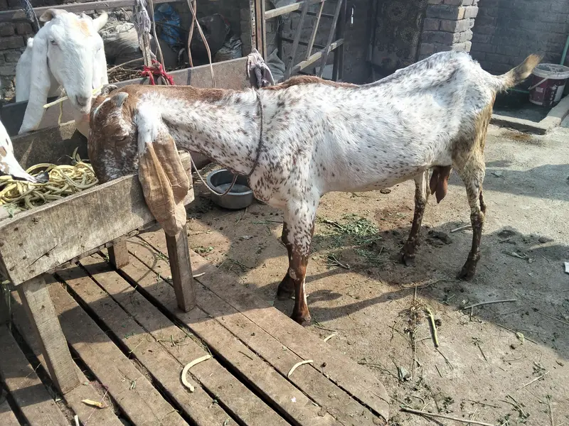 makhi chini bakri gaban — photo 4