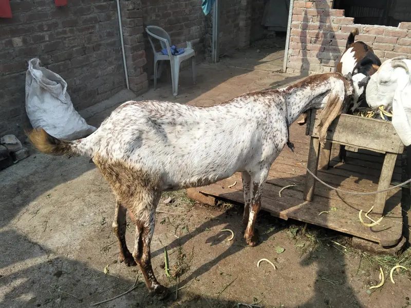 makhi chini bakri gaban — photo 5