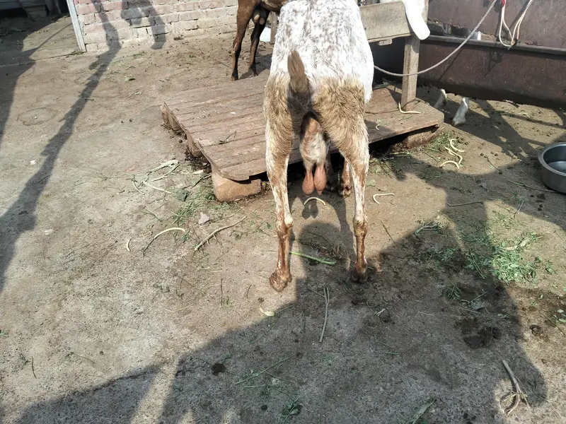 makhi chini bakri gaban — photo 6
