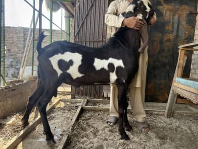 BIG SIZE BEETAL GOAT PAIR FOR SALE
