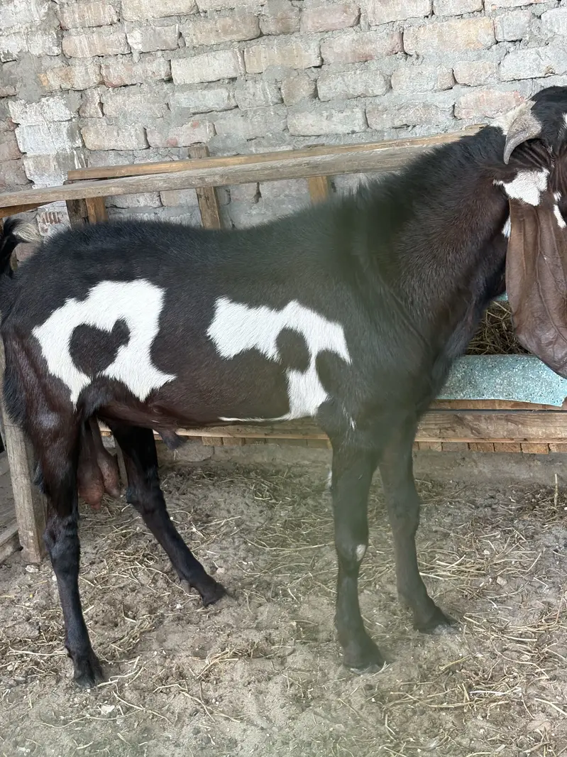 BIG SIZE BEETAL GOAT PAIR FOR SALE — photo 2