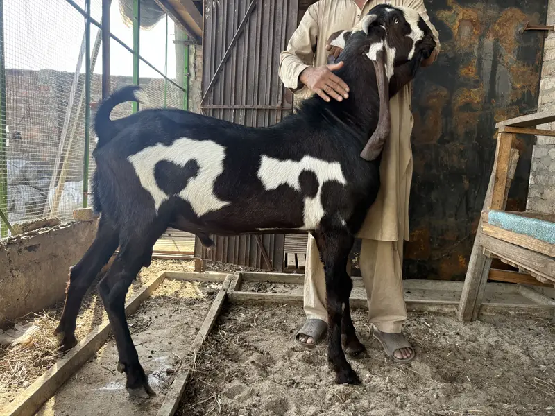 BIG SIZE BEETAL GOAT PAIR FOR SALE — photo 3