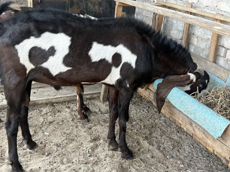 BIG SIZE BEETAL GOAT PAIR FOR SALE — photo 4