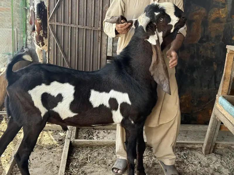 BIG SIZE BEETAL GOAT PAIR FOR SALE — photo 5