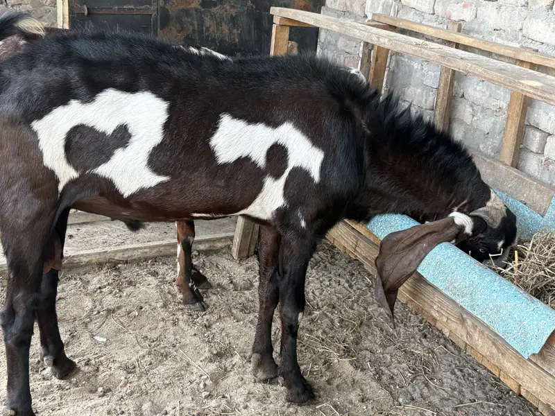 BIG SIZE BEETAL GOAT PAIR FOR SALE — photo 6