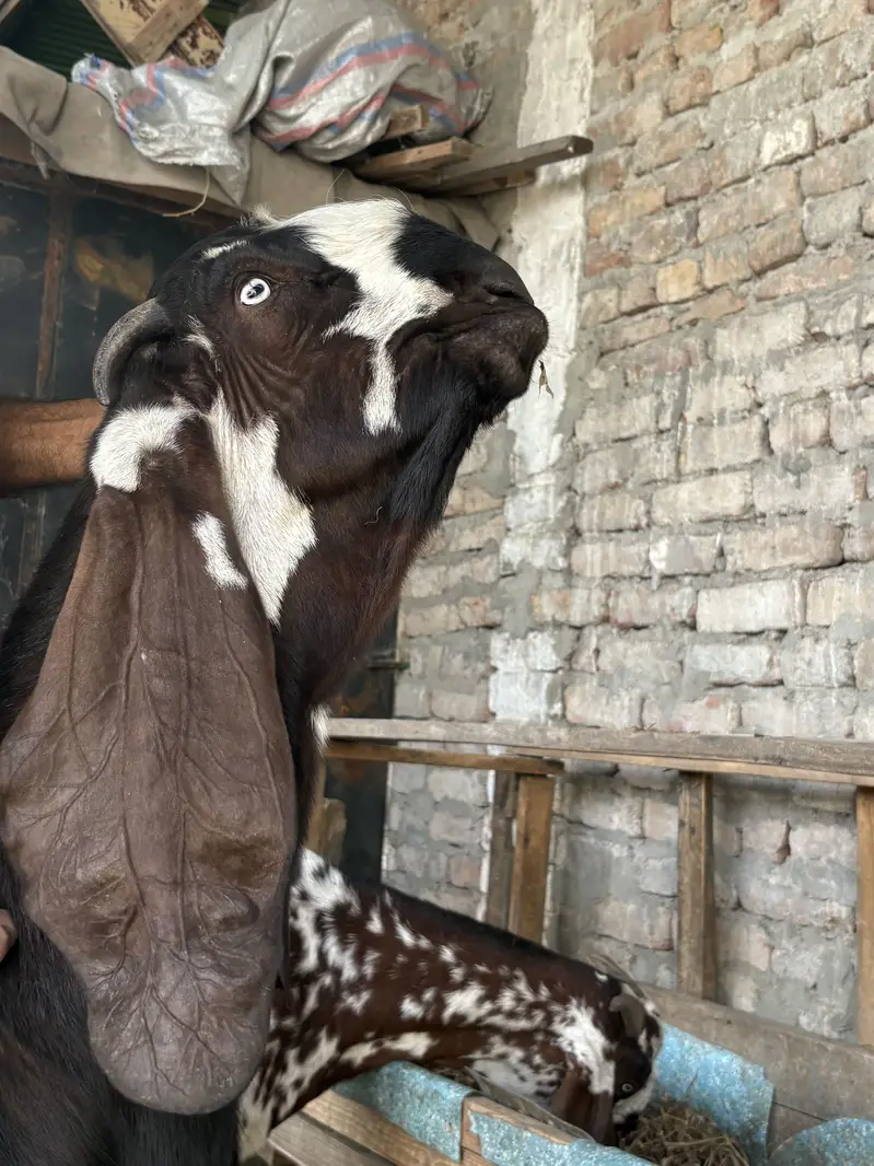 BIG SIZE BEETAL GOAT PAIR FOR SALE — photo 7