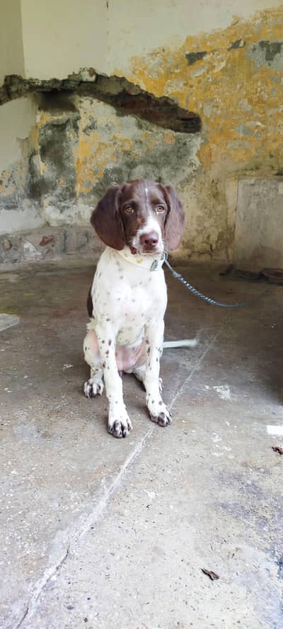 Pointer Short Hair Female Dog