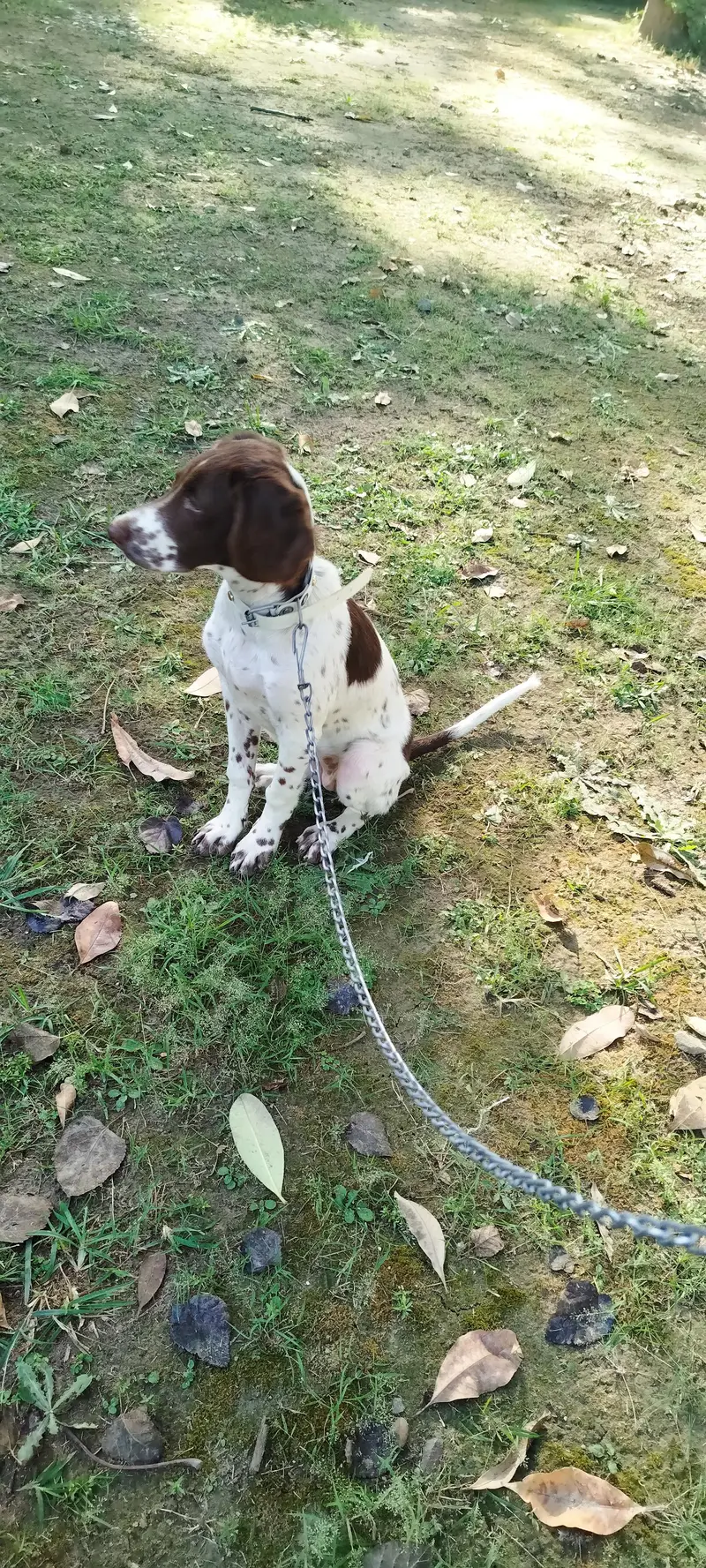 Pointer Short Hair Female Dog — photo 2