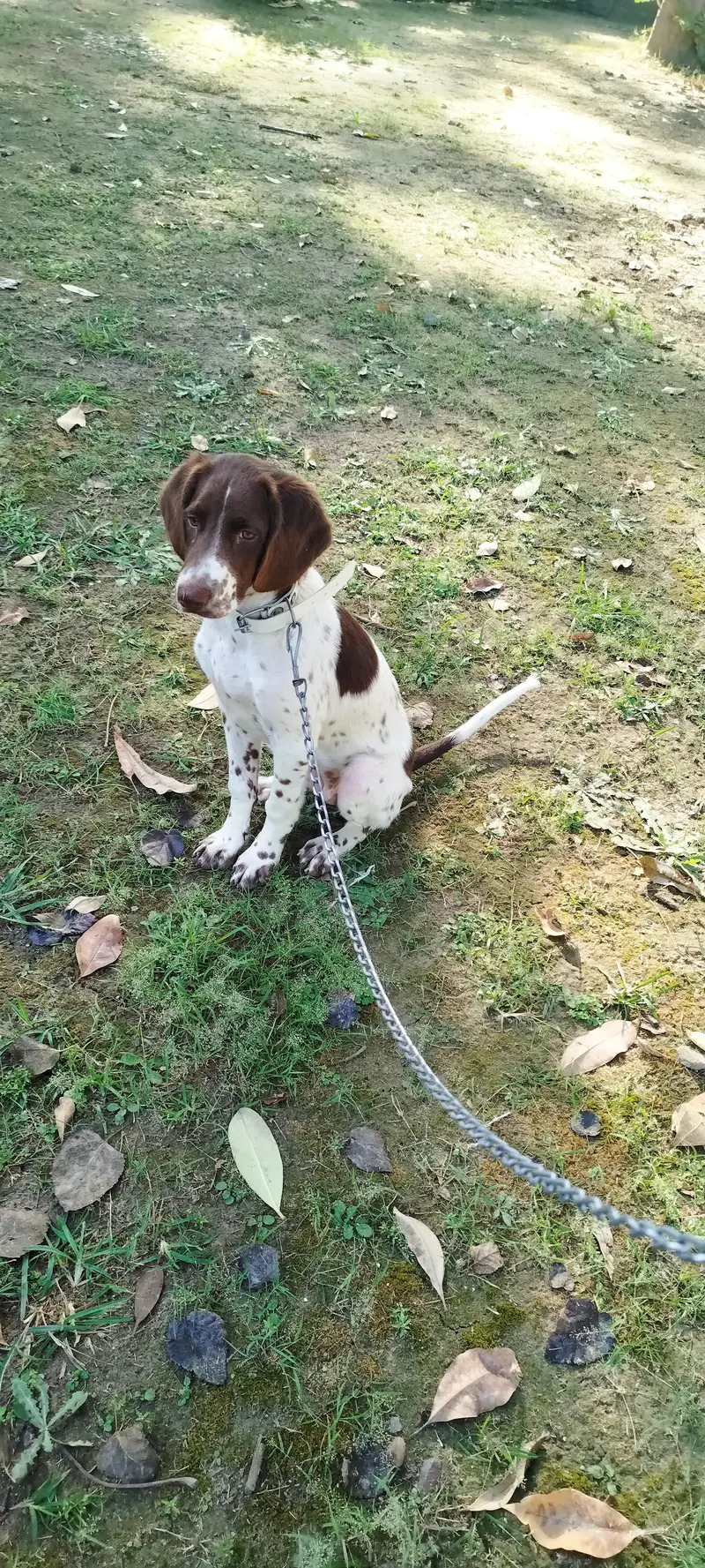 Pointer Short Hair Female Dog — photo 3