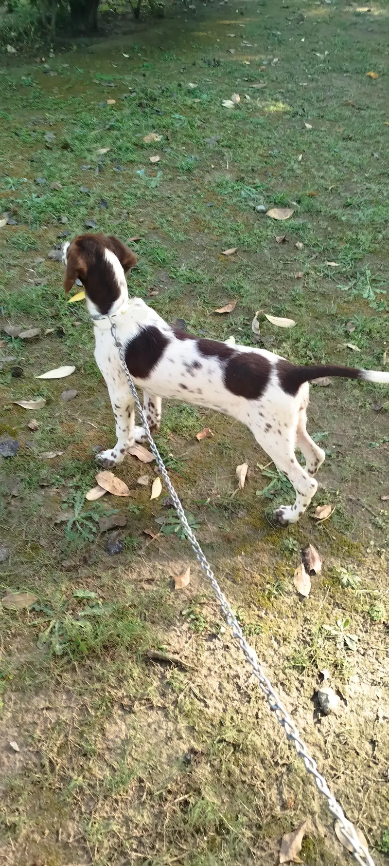 Pointer Short Hair Female Dog — photo 4