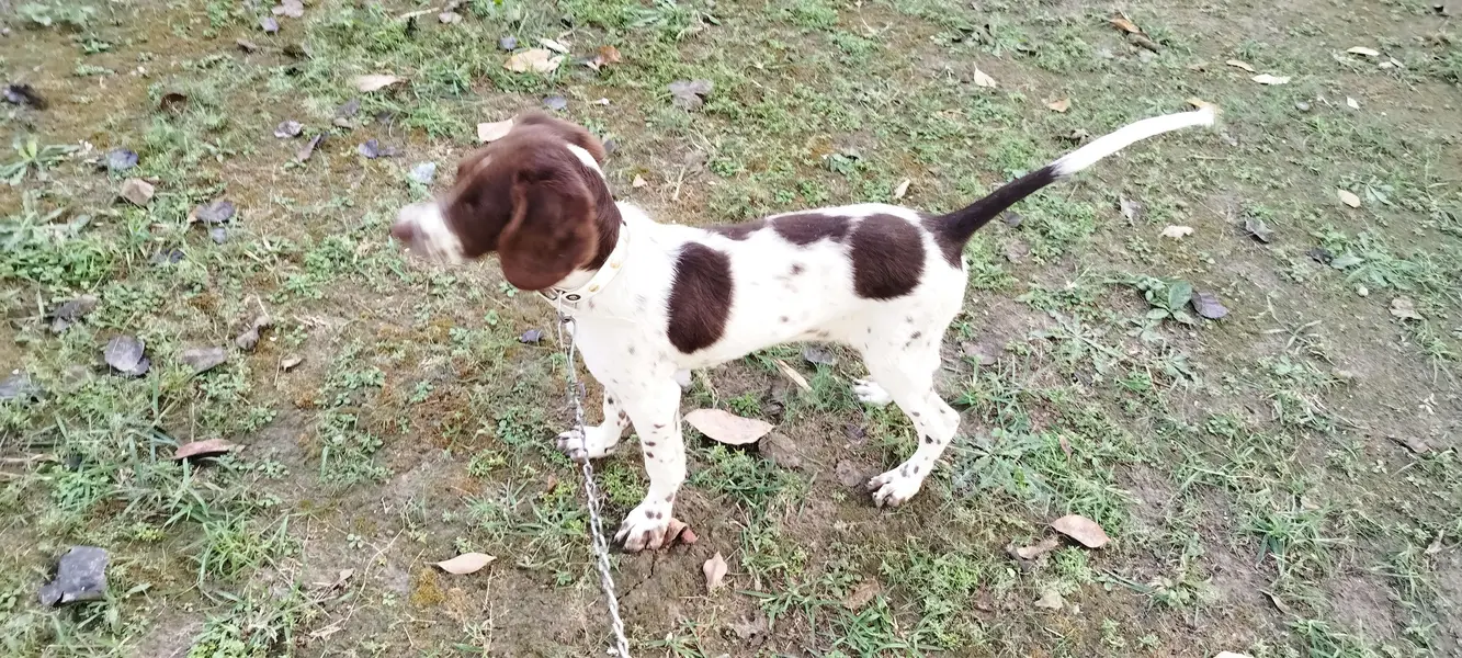 Pointer Short Hair Female Dog — photo 5