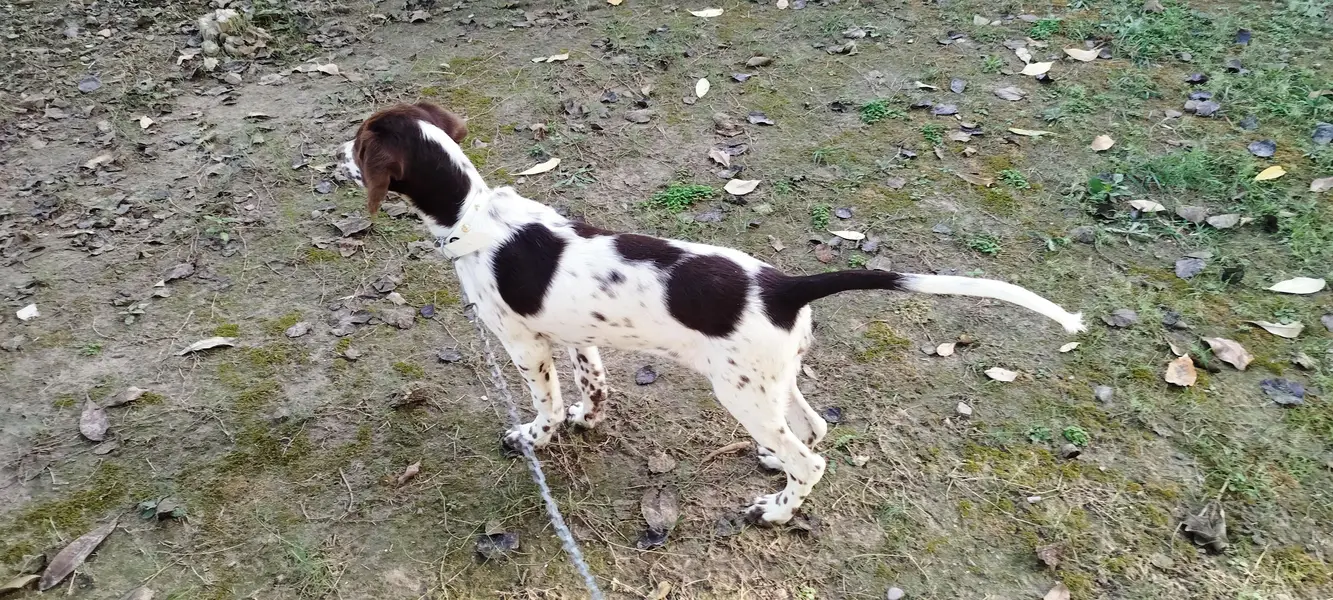 Pointer Short Hair Female Dog — photo 6