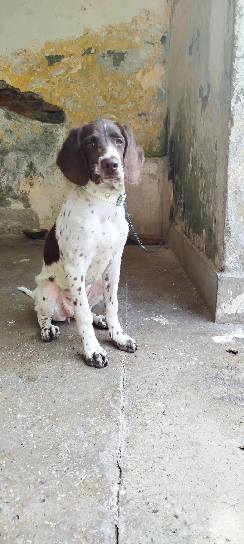 Pointer Short Hair Female Dog — photo 7