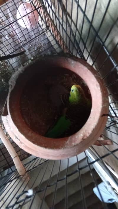 parrots,cages,pegions