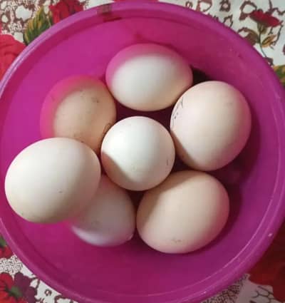Kisi Bhai ny aseel murgi k Andy sale krny hon to rabta kry