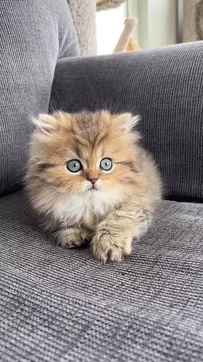 Persian kittens whatapp//0320 //7093//727