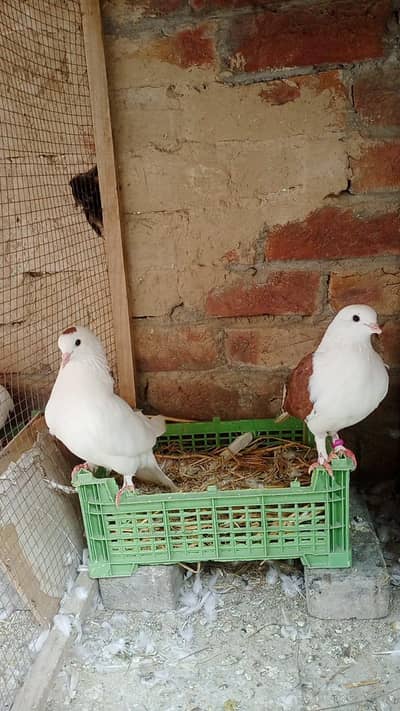 Pigeon For Sale