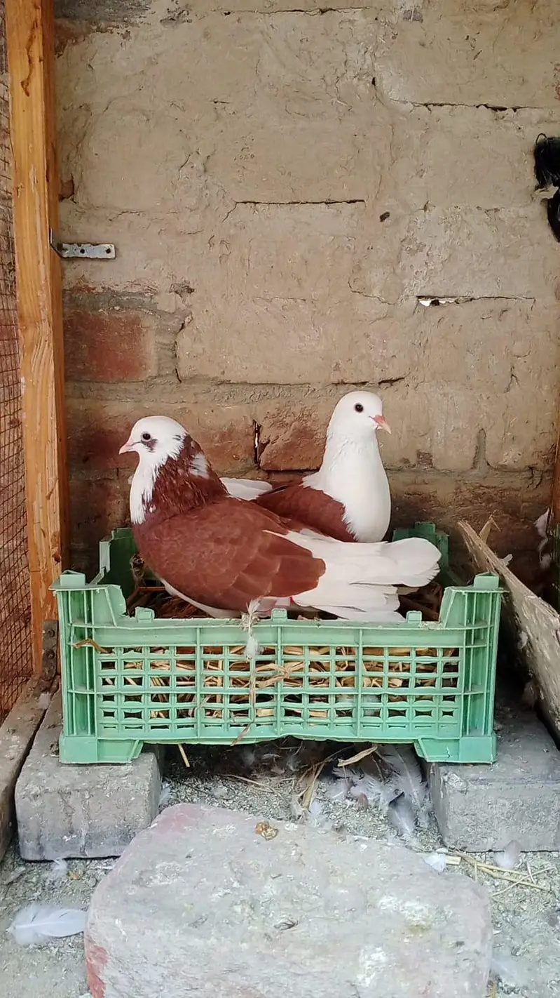 Pigeon For Sale — photo 2