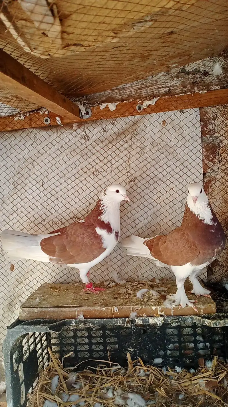 Pigeon For Sale — photo 3