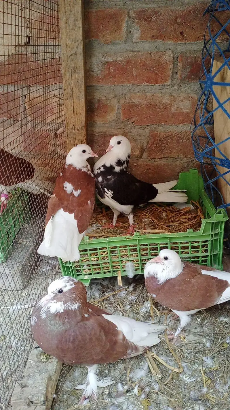Pigeon For Sale — photo 4