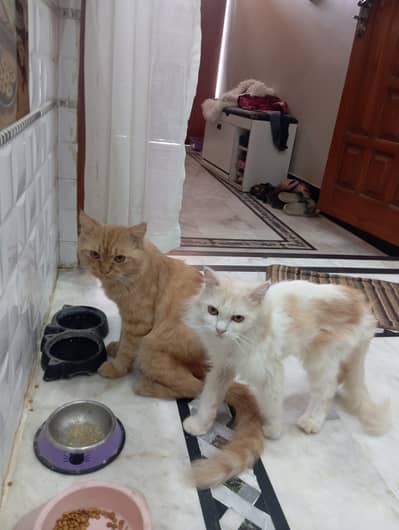 Brown colour Billa white colour Billi