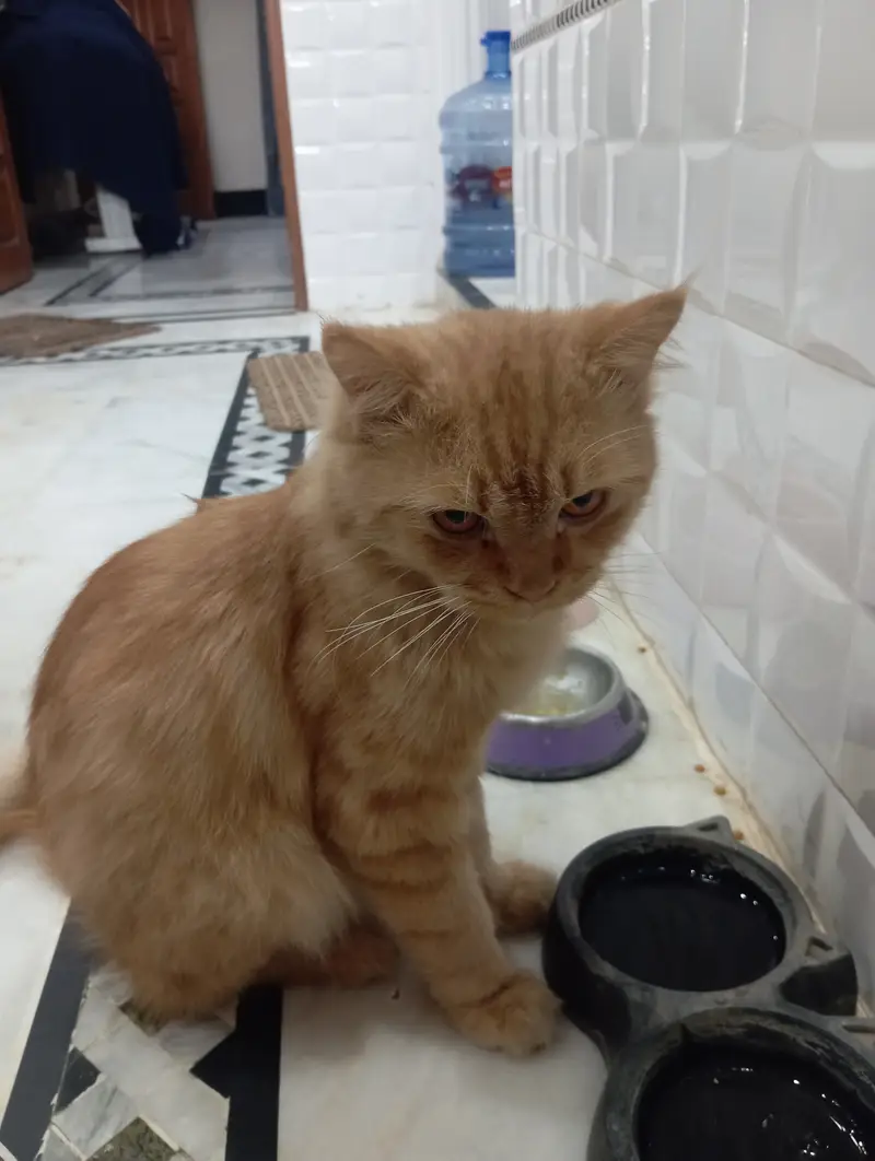 Brown colour Billa white colour Billi — photo 2