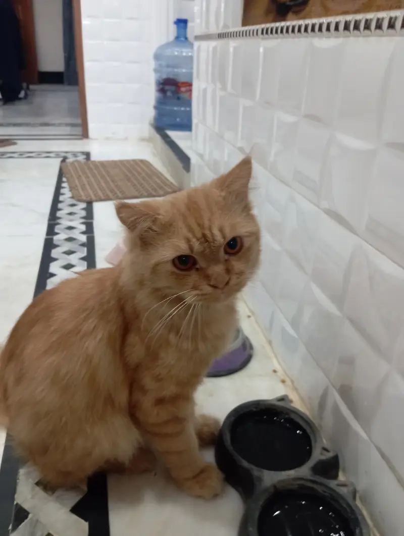 Brown colour Billa white colour Billi — photo 3