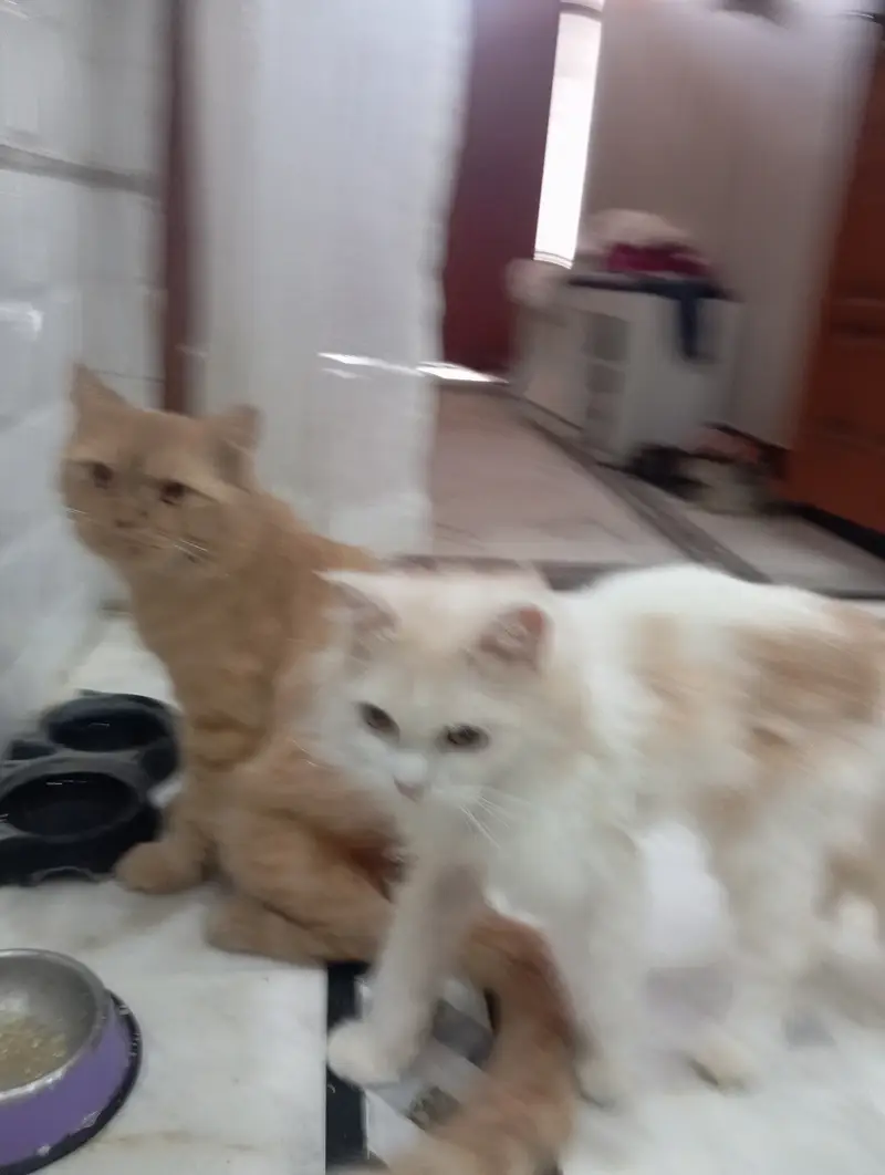 Brown colour Billa white colour Billi — photo 4