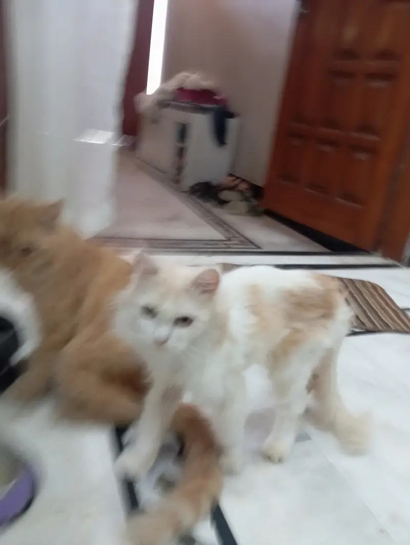 Brown colour Billa white colour Billi — photo 5