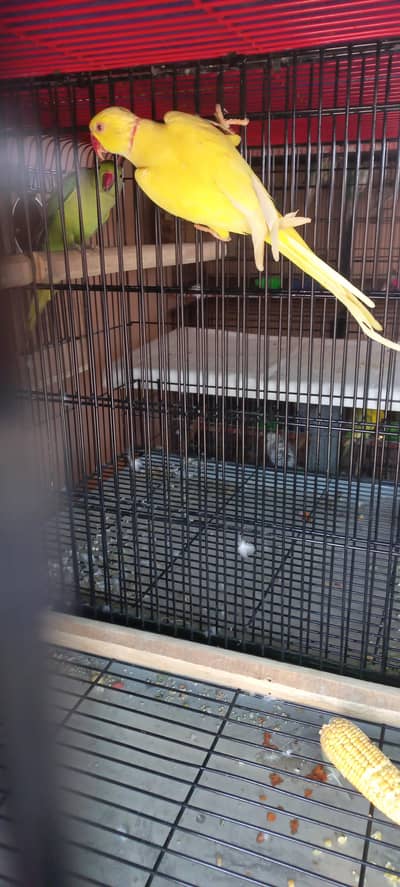 Yellow lutino breeder  male and 2 bounded pairs of green ringneck