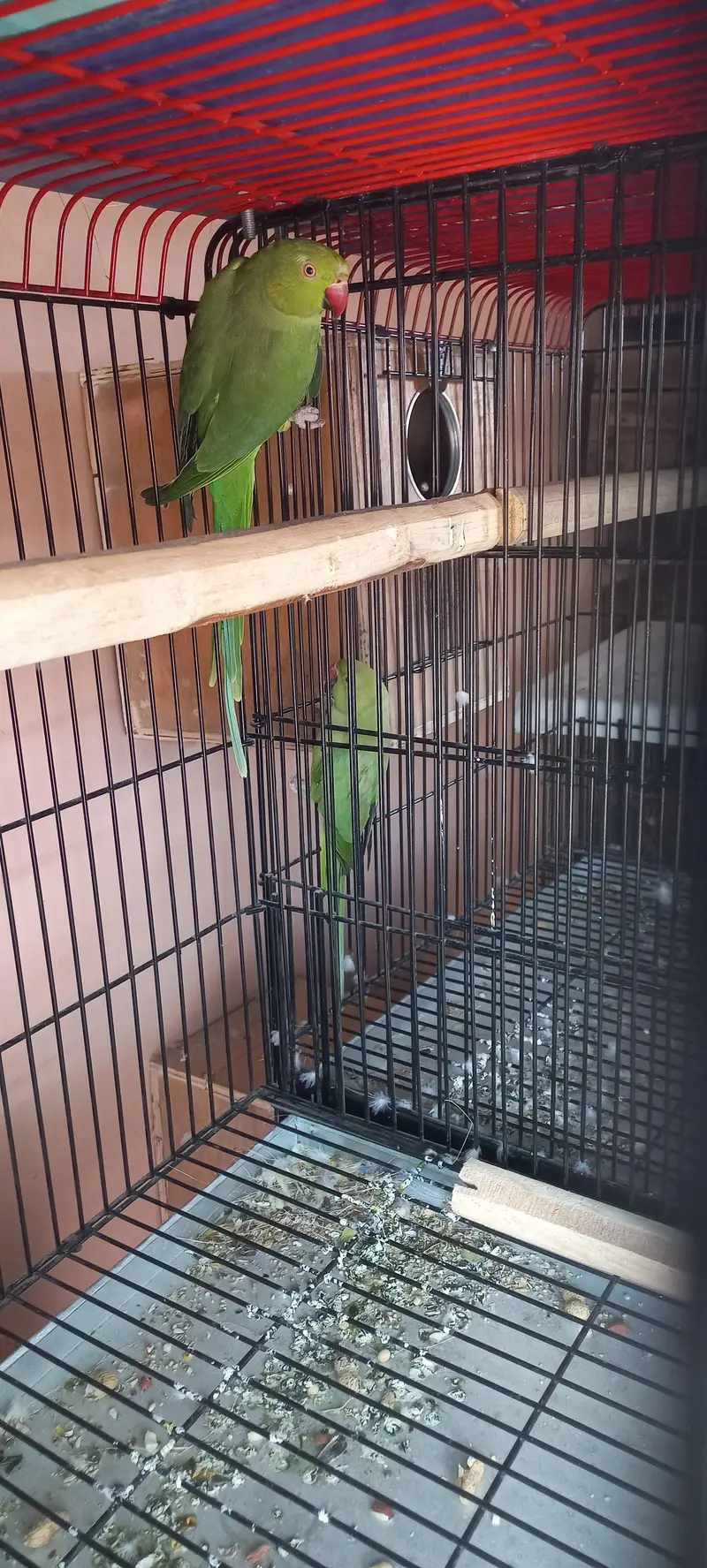 Yellow lutino breeder  male and 2 bounded pairs of green ringneck — photo 2