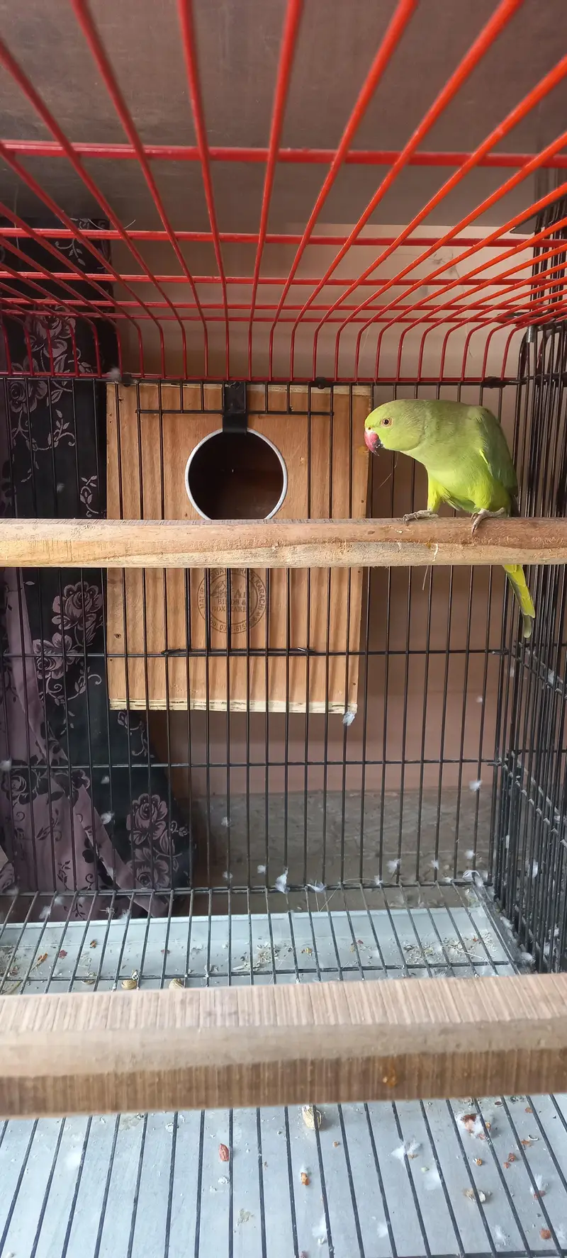 Yellow lutino breeder  male and 2 bounded pairs of green ringneck — photo 3