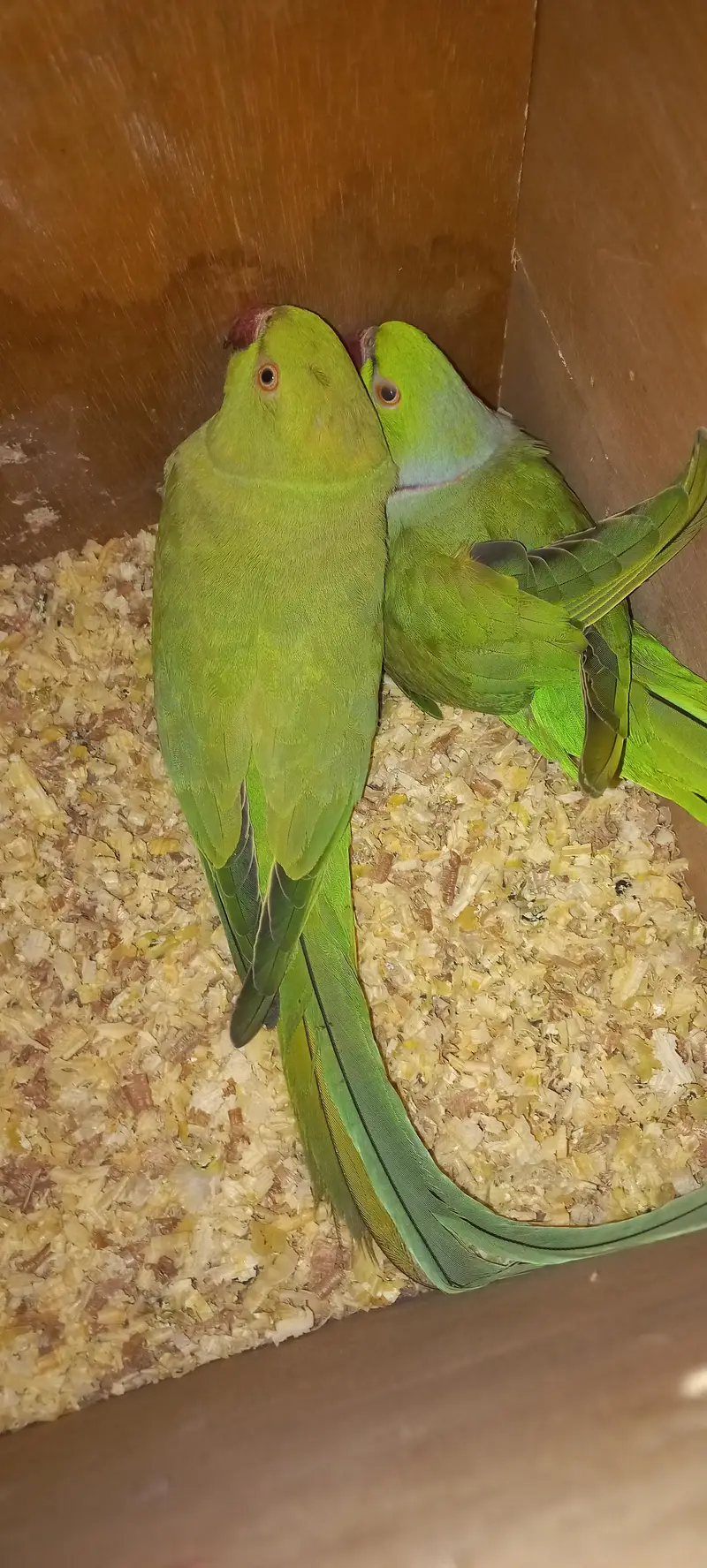 Yellow lutino breeder  male and 2 bounded pairs of green ringneck — photo 5