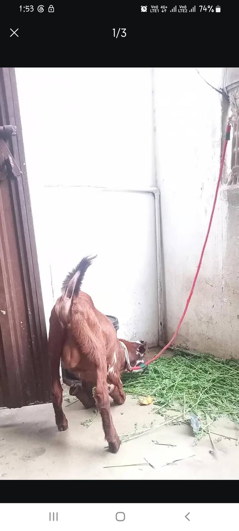 Teddy Bakra 2