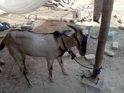 Bakra for Sale