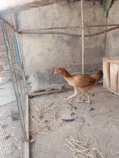 hen for sale