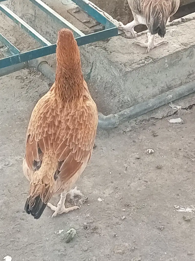 hen for sale — photo 2