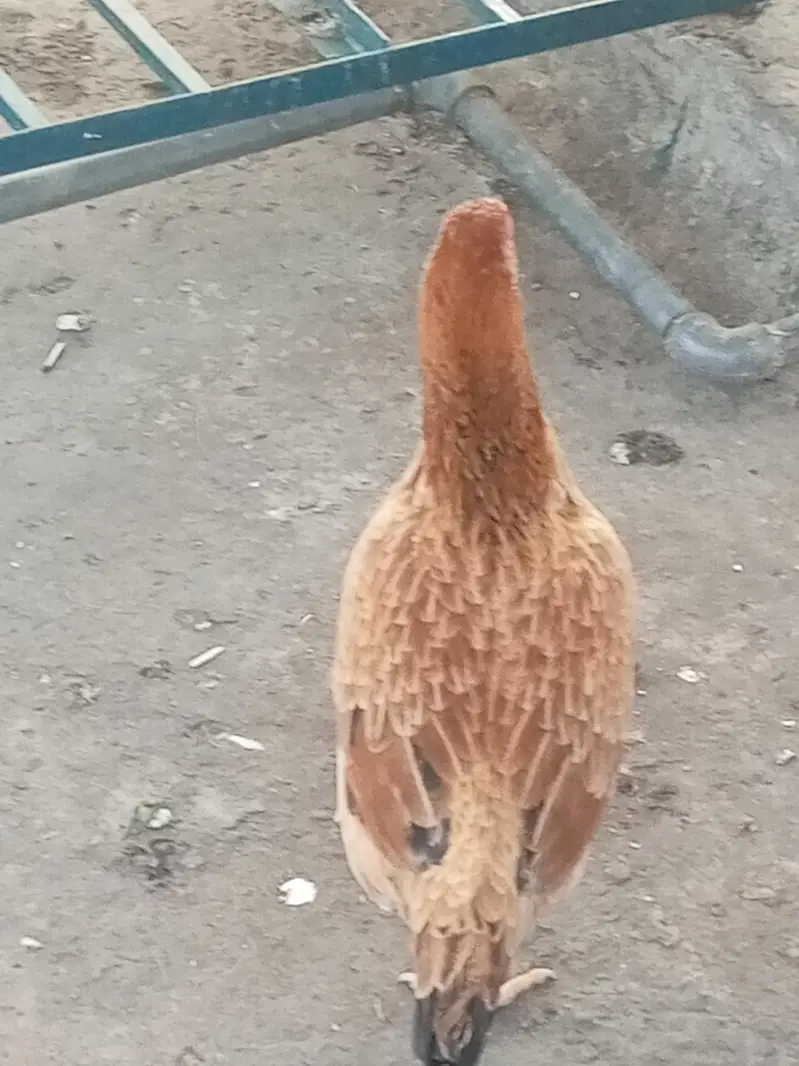 hen for sale — photo 3