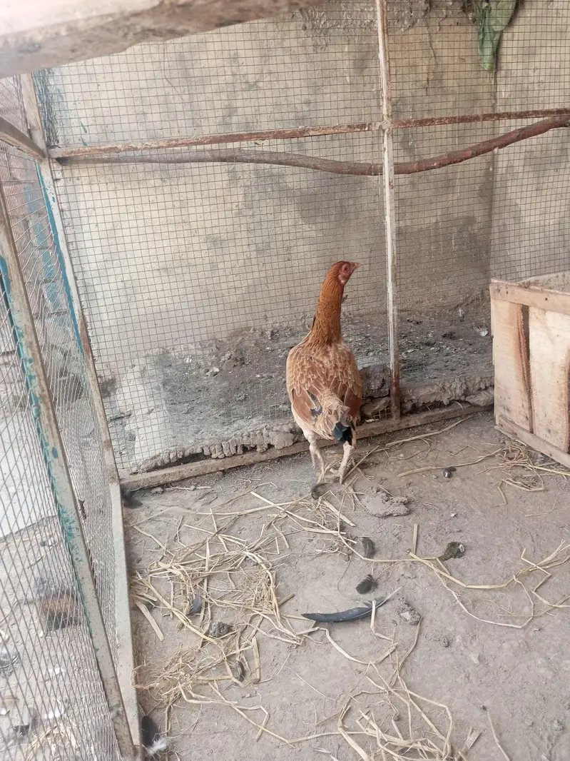 hen for sale — photo 4
