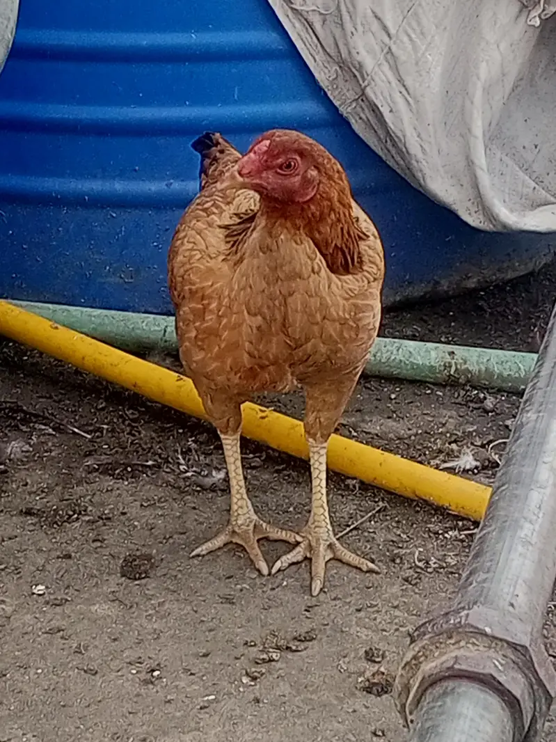 hen for sale — photo 5