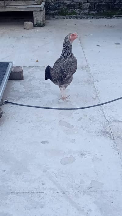 Desii Murgiaan. Egg laying hens